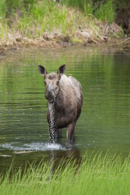geyik ayakta gölde bir portresi
