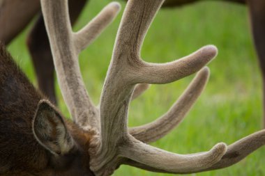 aşırı yakın çekim Ren geyiği geyik boynuzu