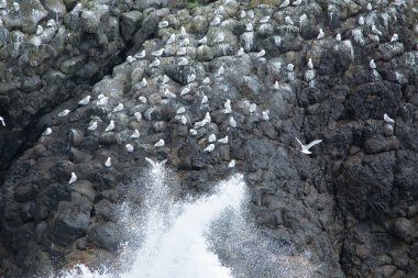 kayaların üzerinde kuş kolonisi