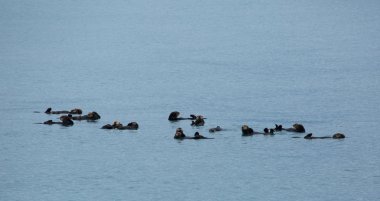 Deniz su samuru grup