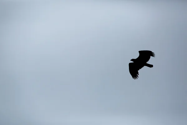 Silueta de un águila —  Fotos de Stock