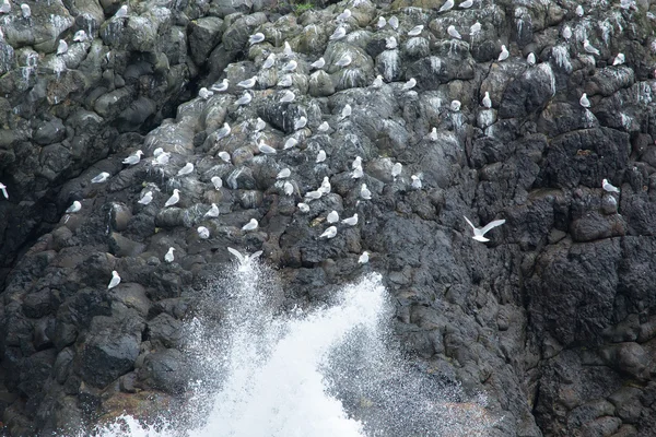 kayaların üzerinde kuş kolonisi