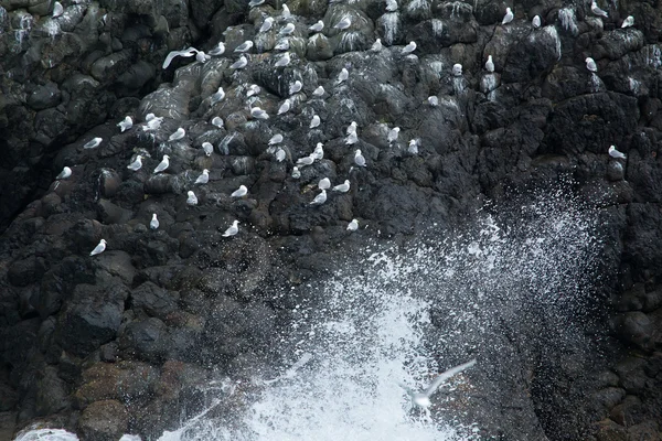 kayaların üzerinde kuş kolonisi