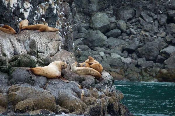 Koloni buzlu mühür