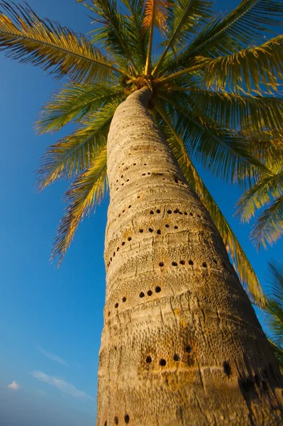 palmiye ağacı Karayipler
