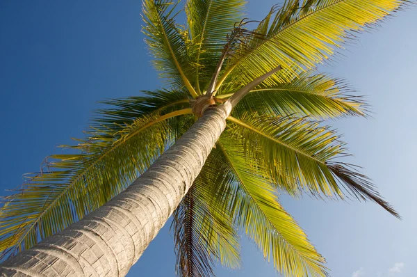 Palm tree — Stock Photo, Image