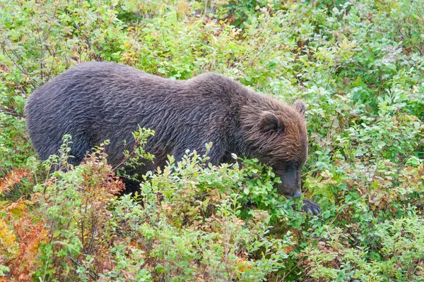 Trovare la bacca — Foto Stock