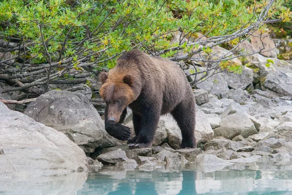 Orso su un lago — Foto Stock