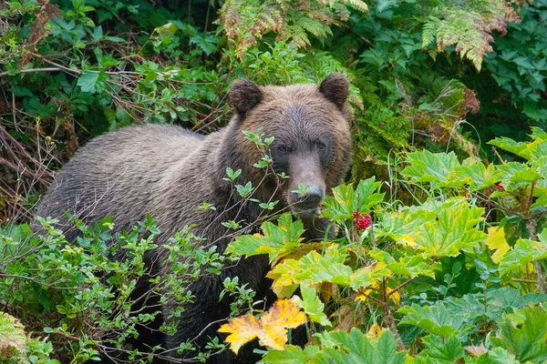 Caza de bayas grizzly —  Fotos de Stock