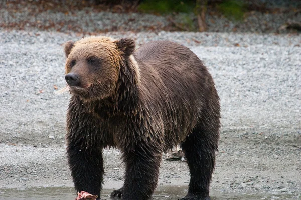 Zblízka grizzly — Stock fotografie