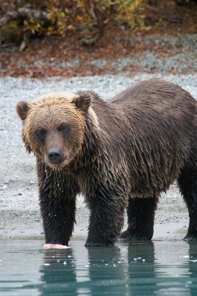 Lososa žvýkací grizzly — Stock fotografie