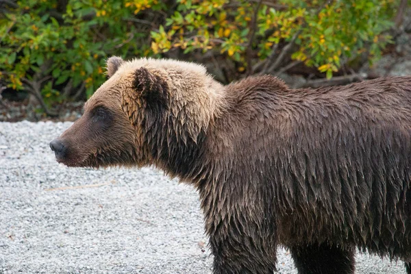 Primo piano di un grizzly — Foto Stock