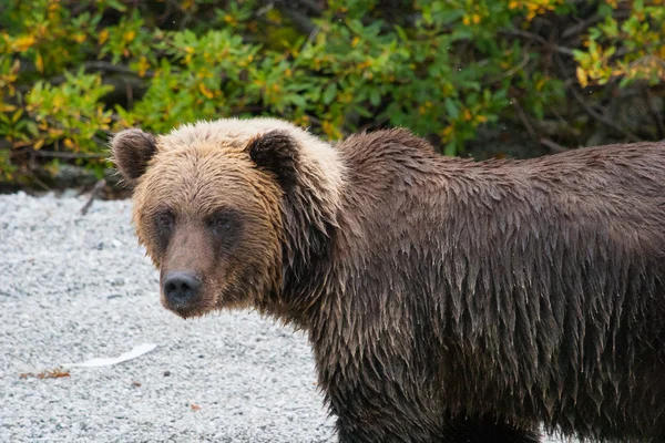 Perfil de un oso pardo — Foto de Stock