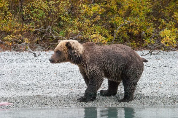 Vista de perto de um urso pardo ao lado de um lago do Alasca — Fotografia de Stock