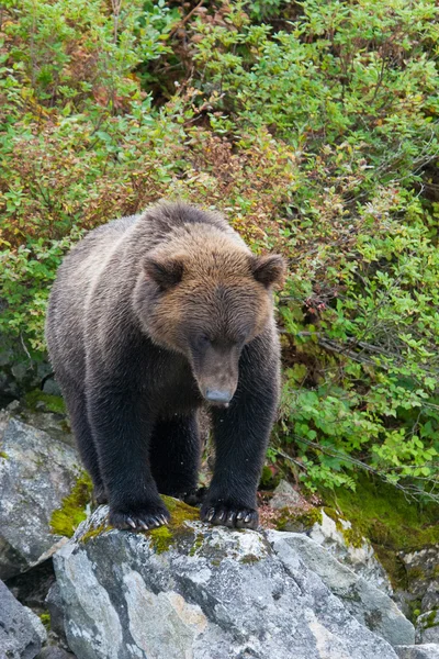 Grizzlybär starrt Stockbild