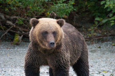 Kuzey Amerika boz ayısı bir alaskan Göl Balıkçılık