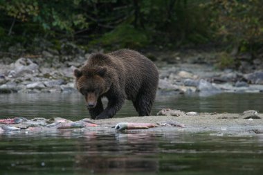 Kuzey Amerika boz ayısı bir alaskan Göl Balıkçılık