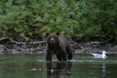 Kuzey Amerika boz ayısı bir alaskan Göl Balıkçılık