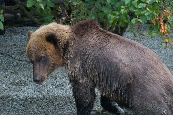 Urso pardo pesca em um lago do Alasca — Fotografia de Stock