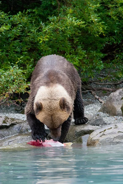 Grizzlybjörn fiske i en alaskan sjö — Stockfoto