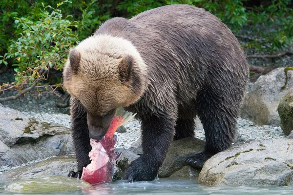 Grizzlybjörn fiske i en alaskan sjö — Stockfoto