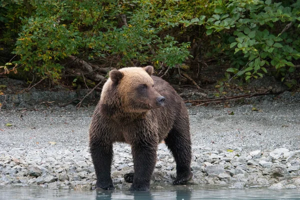 Orso grizzly pesca in un lago di Alaskan — Foto Stock