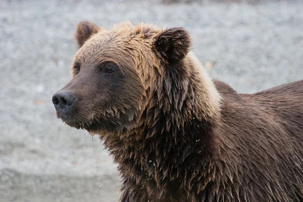 灰熊在阿拉斯加湖捕鱼 — 图库照片