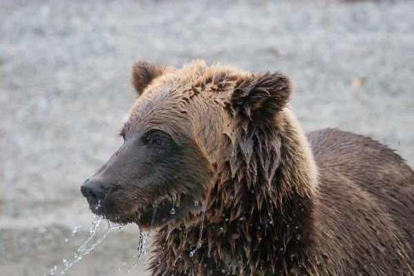 Grizzlybjörn fiske i en alaskan sjö — Stockfoto