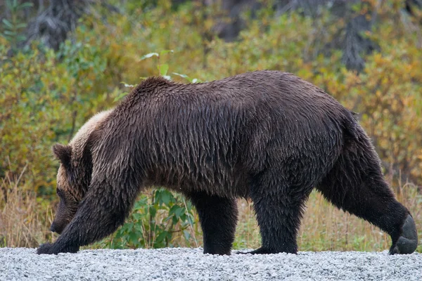 Oso pardo pescando en un lago de Alaska —  Fotos de Stock