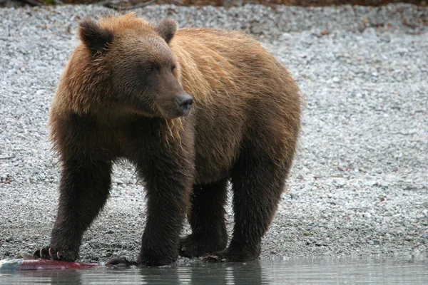 Grizzly bear fishing in an alaskan lake — Stock Photo, Image