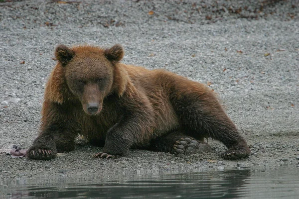 Urso pardo pesca em um lago do Alasca — Fotografia de Stock