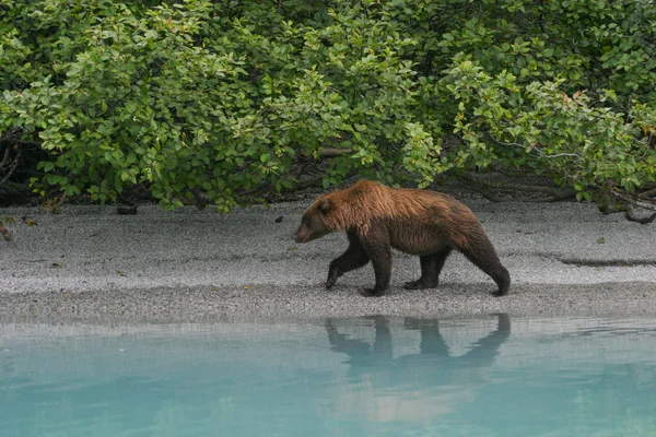 Grizzly bear visserij in een alaskan lake — Stockfoto