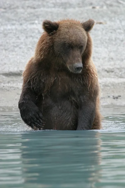 Grizzly bear fishing in an alaskan lake — Stock Photo, Image