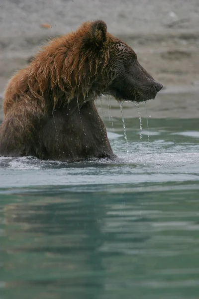 Orso grizzly pesca in un lago di Alaskan — Foto Stock