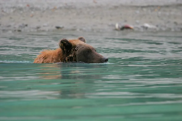 Grizzly bear visserij in een alaskan lake — Stockfoto