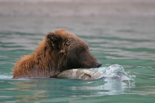 Urso pardo pesca em um lago do Alasca — Fotografia de Stock