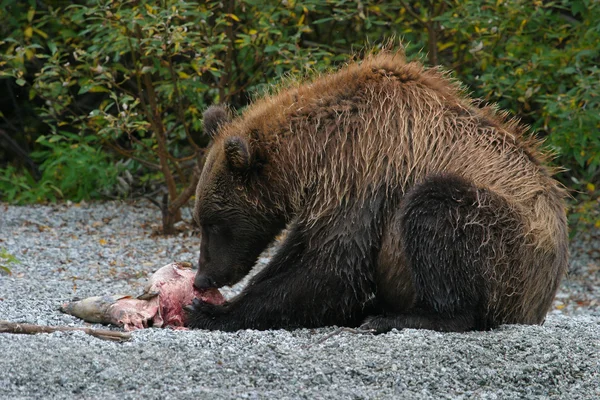 Grizzlybjörn fiske i en alaskan sjö — Stockfoto