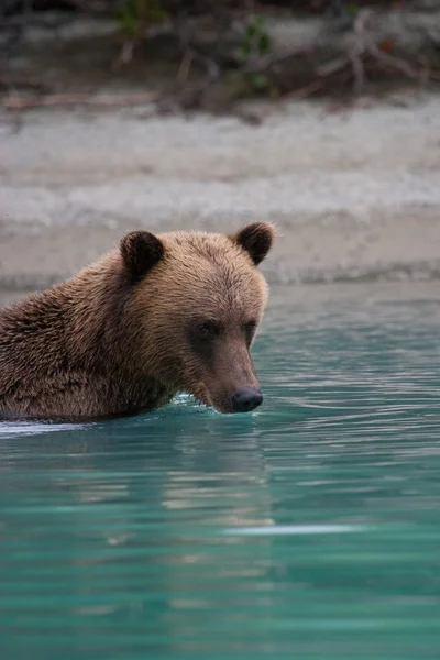 Grizzlybär angelt in einem alaskanischen See — Stockfoto