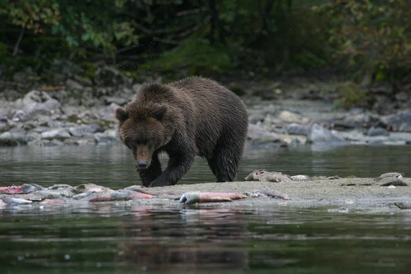 Oso pardo pescando en un lago de Alaska —  Fotos de Stock