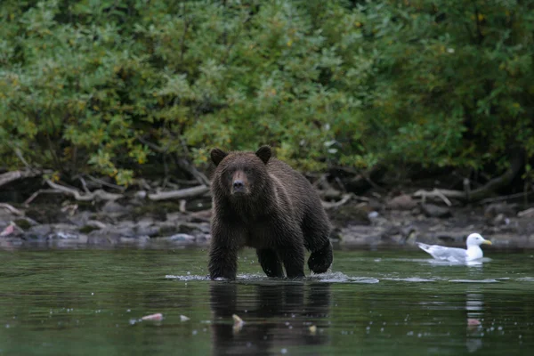 Grizzly bear fishing in an alaskan lake — Stock Photo, Image