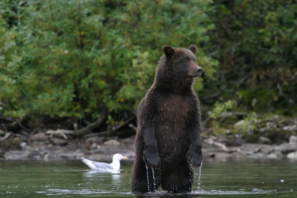 Urso pardo pesca em um lago do Alasca — Fotografia de Stock