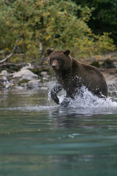 Urso pardo pesca em um lago do Alasca — Fotografia de Stock