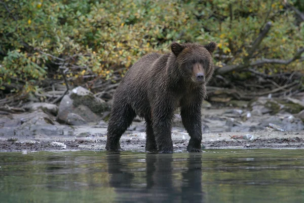 Pêche au grizzli dans un lac de l'Alaska — Photo