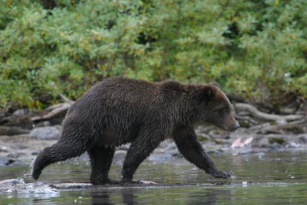 Urso pardo pesca em um lago do Alasca — Fotografia de Stock