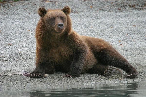 Medvěd grizzly rybaření v jezeře Aljašský Royalty Free Stock Obrázky