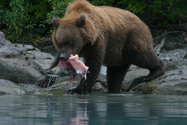 Medvěd grizzly rybaření v jezeře Aljašský Stock Fotografie