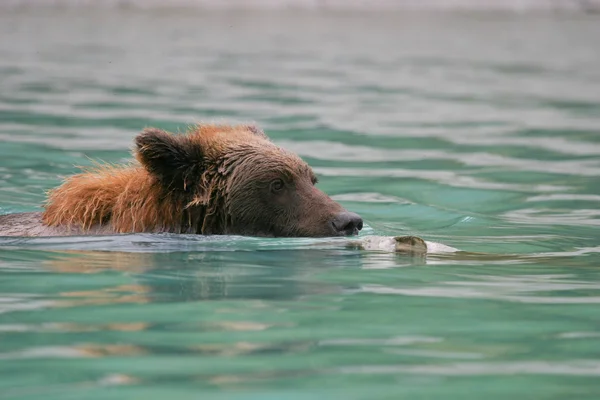 Oso pardo pescando en un lago de Alaska Fotos de stock libres de derechos