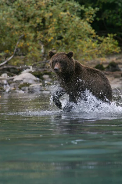 Medvěd grizzly rybaření v jezeře Aljašský Stock Fotografie