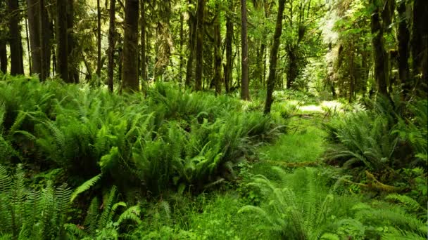 Forest floor in washington state — Stock Video