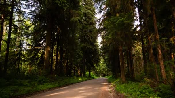 Camino a través del bosque — Vídeo de stock